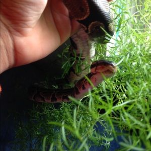 Meet your Posher, Tyler